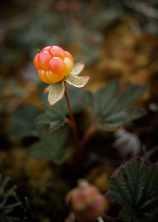 Cloudberry Portrait