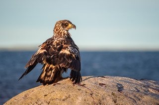 Drying Wings