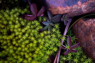 Hiding in the Warmth of a Rock