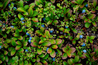 Blueberries in the Kinnikinnick