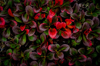 Kinnikinnick Colours