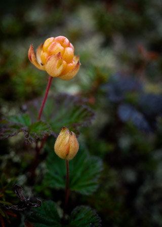 Yellow Cloudberry Portrait