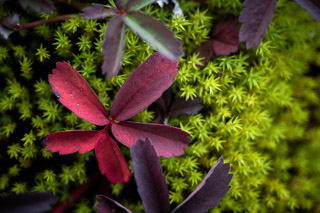 Creeping Over a Bed Of Moss