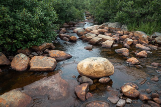 Tundra Stream-supported Foliage