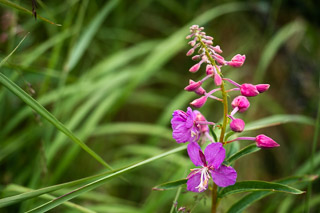 Fireweed Flower in Grass