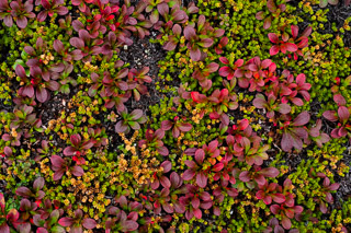 Kinnikinnick in Crowberry Patch