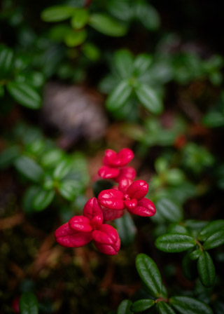 Blushing Cranberries