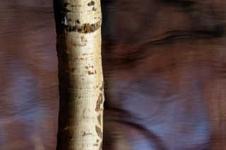 Reflected Poplar Trunk