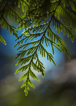 Suspended Cedar