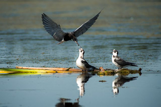 Black Tern Feeding the Kids