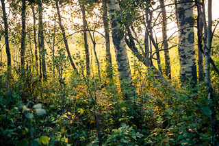 Shaded by the Forest Edge