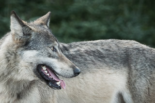 Wolf Looking Back