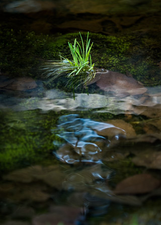 Watching over Ripples