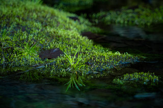 Sprig of Grass