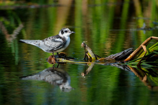 Young Black Tern