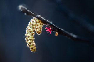 Spring Bursts from a Twig