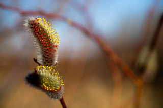 Catkin Stages