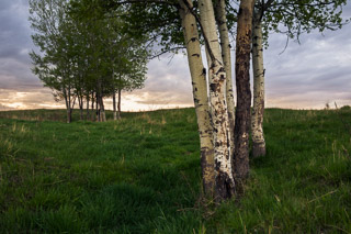 Poplar Stands