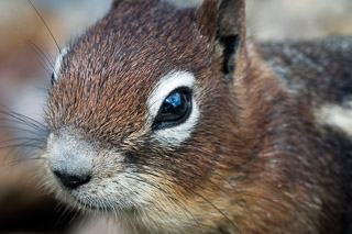 Curious Visitor