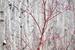 Winter Dogwood In Poplars