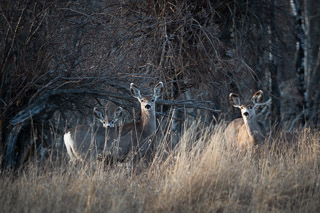 Deer Investigate