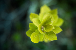 Poplar Sprout
