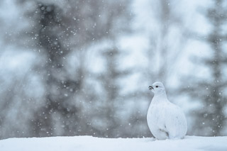 Talking Ptarmigan