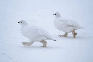 Strolling Ptarmigan