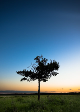 Lone Tree at Sunset