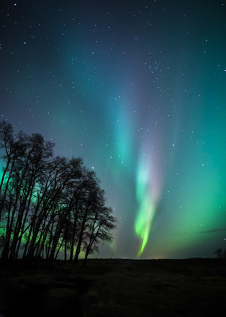 Aurora Dancing with Trees