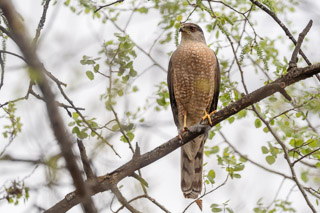 Cooper's Hawk Interruption
