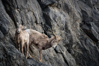 Sharing a Ledge