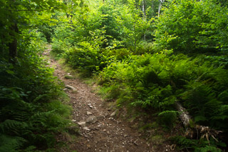 Path Through the Ferns