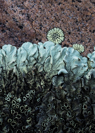 Lichen Collage