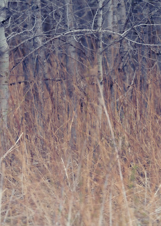 Early Spring Palette
