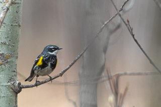 Myrtle Warbler