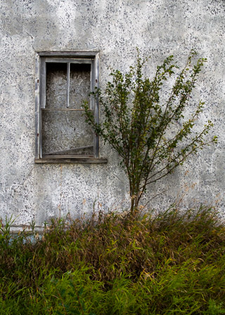Window and Tree