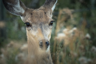 Deer Meeting