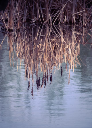 Cattail Cluster Reflected