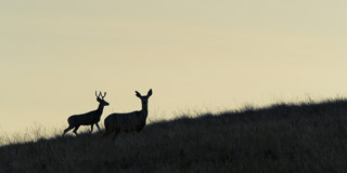 Deer Couple