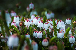 White Mountain Heather