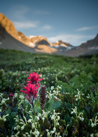 Mountain Paintbrush