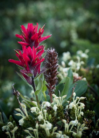 Paintbrush and Friends