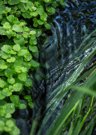 Rippling Through Tiny Leaves