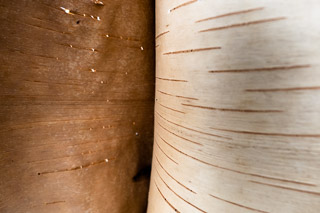 Behind Birch Bark