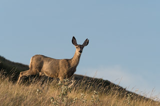 Keeping a Watchful Eye