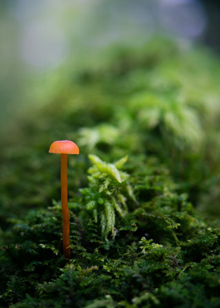 Small but Cheery