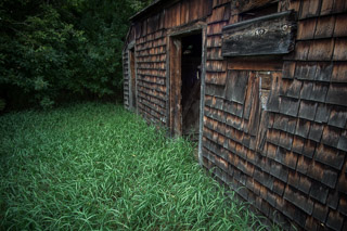 Carpet of Grass