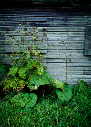 Growing by the Shed