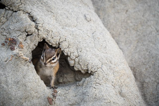 Inquisitive Chipmunk